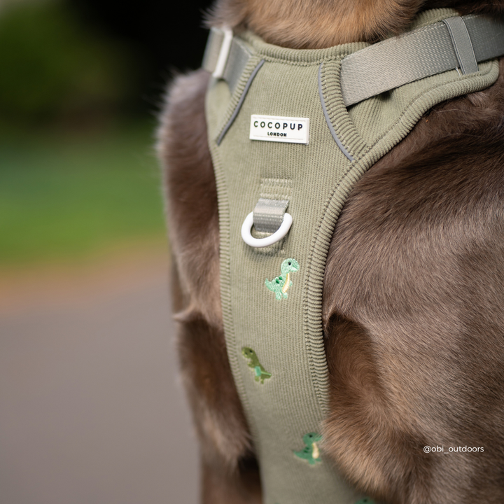 A close-up of a dog wearing an olive green harness with small dinosaur graphics and white plastic buckles, outdoors on grass.