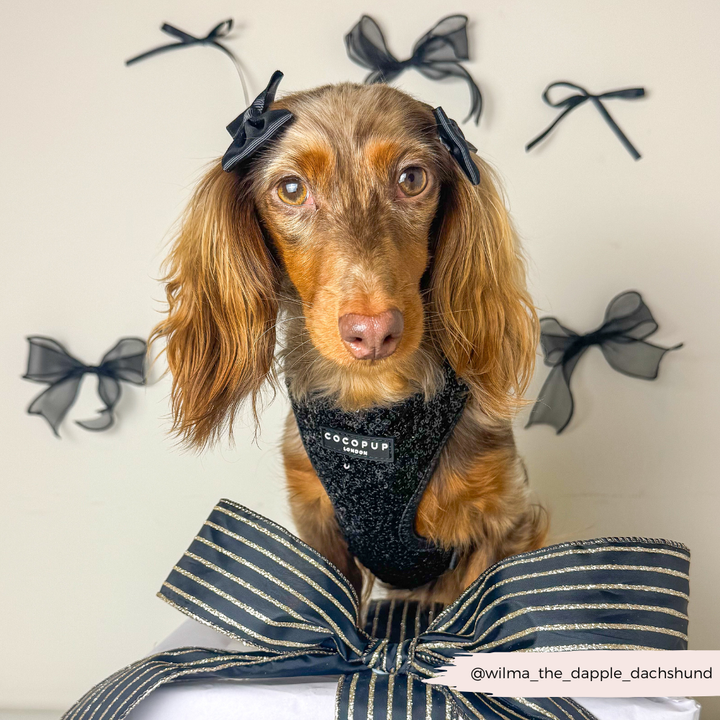 Limited Edition Sparkle Season Black Adjustable Neck Harness, Lead & Collar Bundle