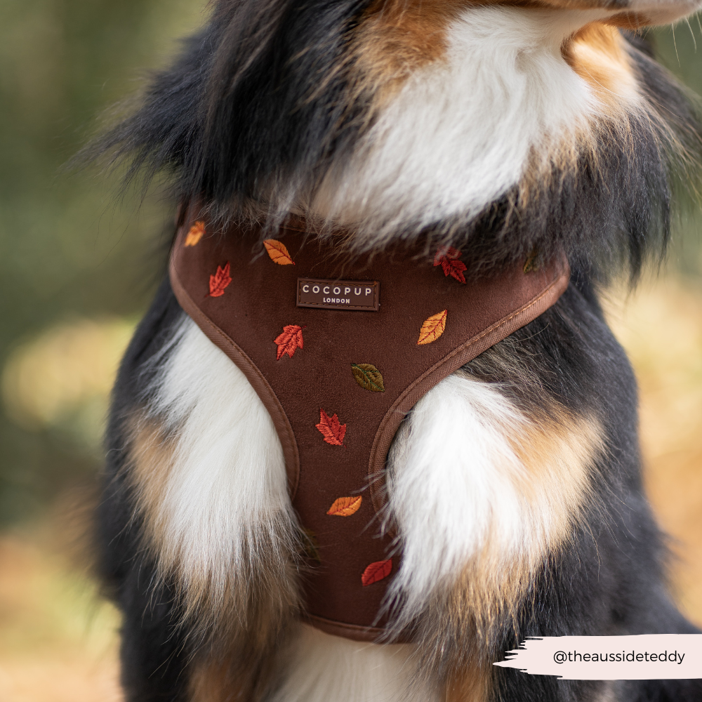 Pawtumn Leaves Adjustable Neck Dog Harness, Lead Collar Bundle
