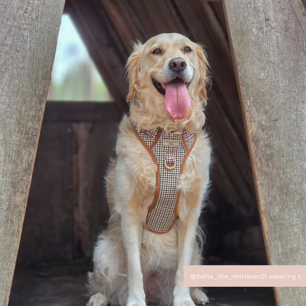 Golden retriever in a beige checked Cocopup London Explore Harness sits in a wooden structure.