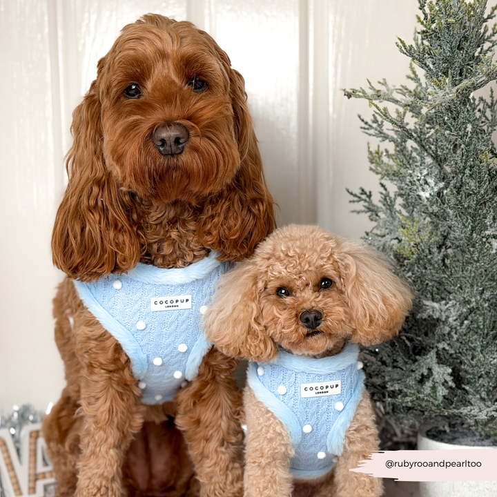 Snowpaws Adjustable Neck Harness, Lead & Collar Bundle