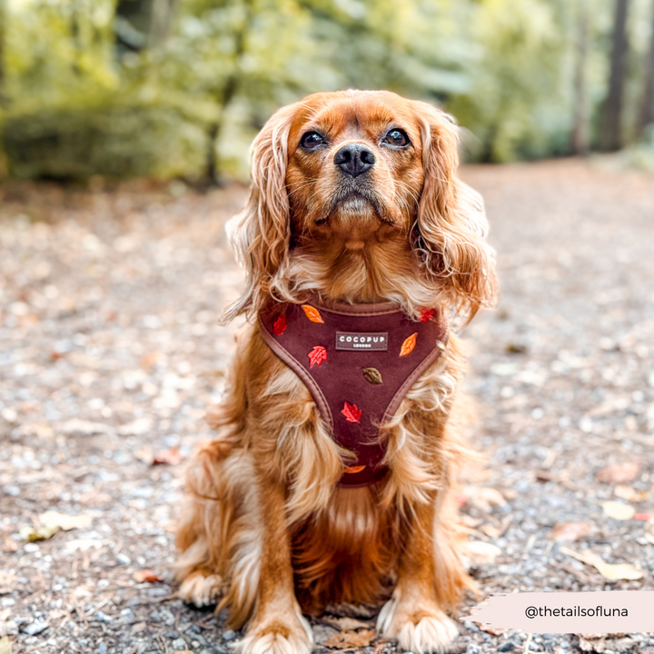 Pawtumn Leaves Adjustable Neck Harness, Lead & Collar Bundle