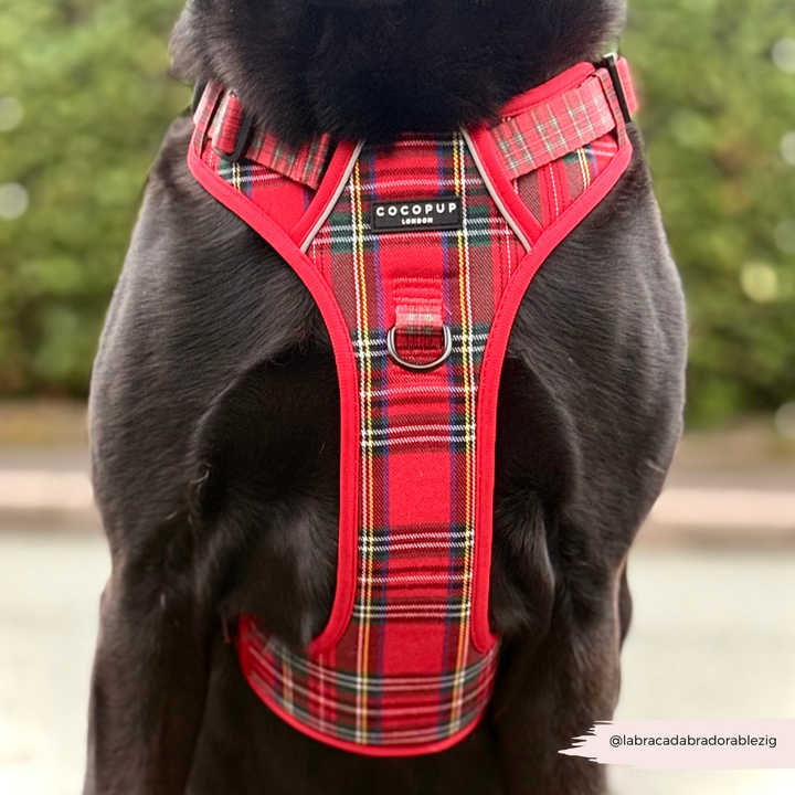 Explore Harness - Tartan