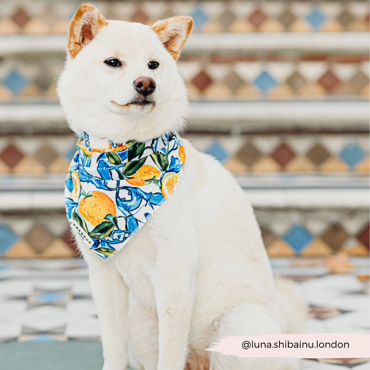 A white Shiba Inu dog sits on patterned steps, showcasing a colorful Bandana - Amalfi Lemon from Cocopup London, adorned with illustrations of lemons and foliage. The handle "@luna.shibainu.london" is noted at the bottom right of the image.