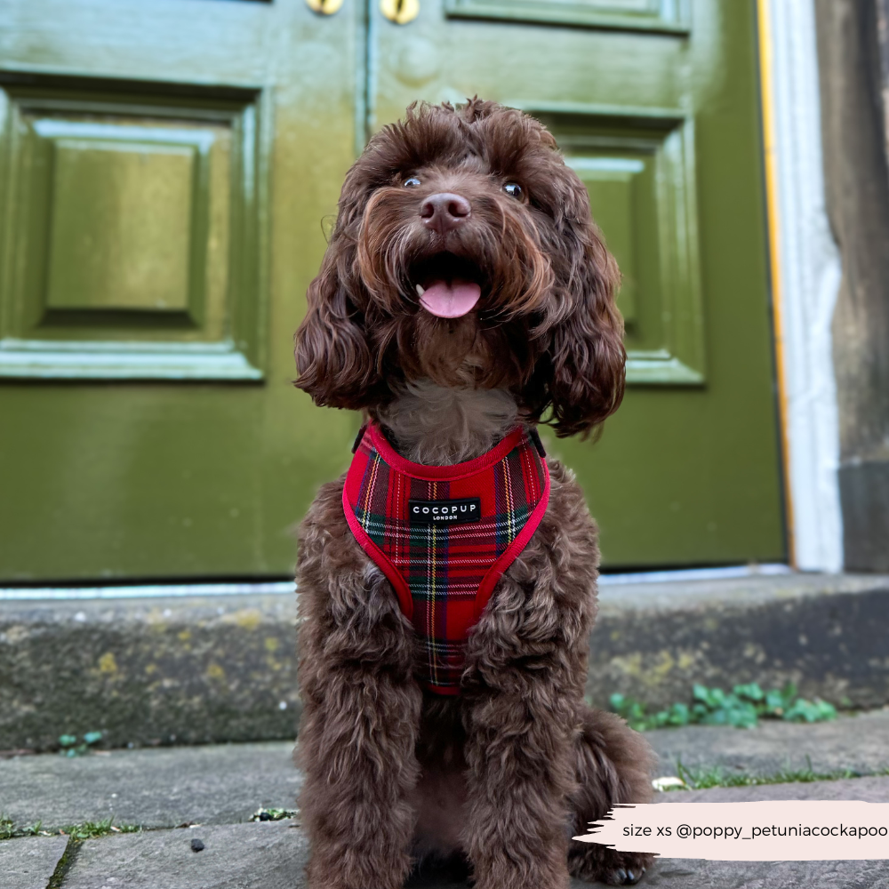 Tartan Adjustable Neck Dog Harness Cocopup London