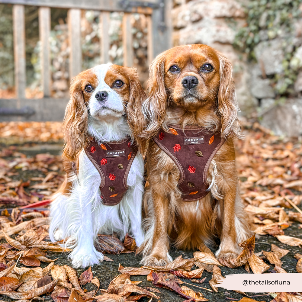 Pawtumn Leaves Adjustable Neck Harness, Lead & Collar Bundle