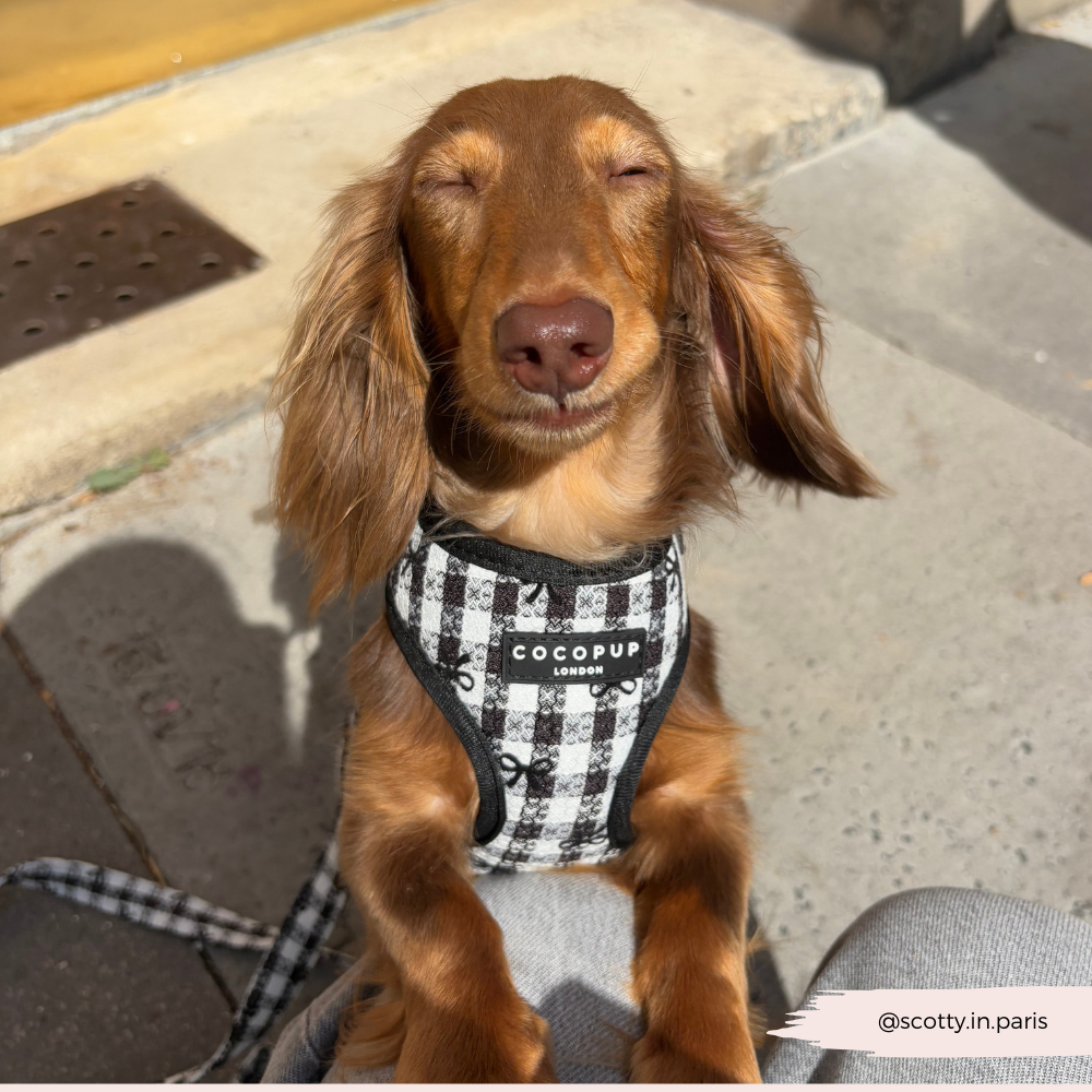 Pup in Paris Adjustable Neck HARNESS