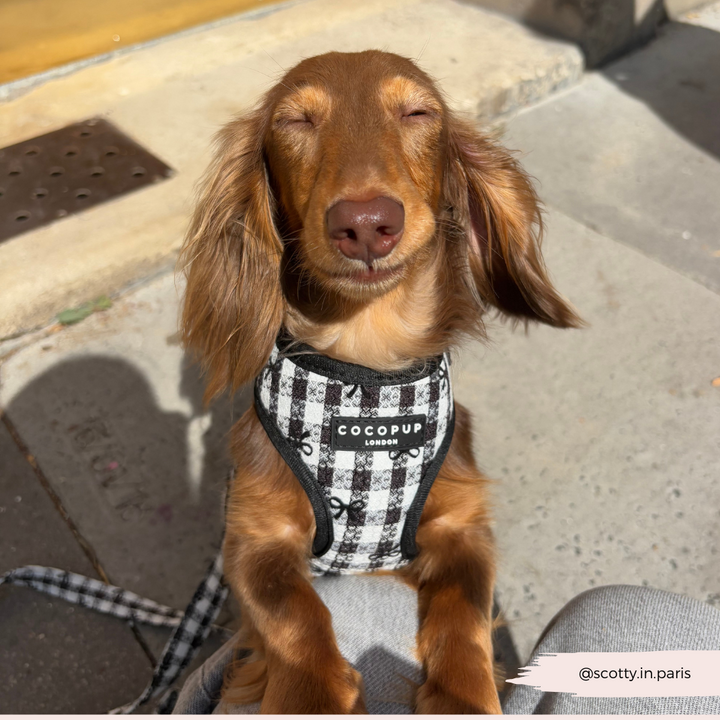 Pup in Paris Adjustable Neck HARNESS