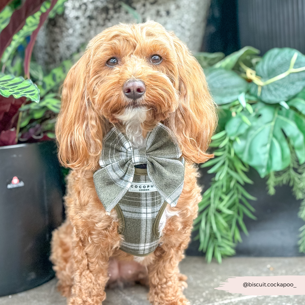 Olive Check Sailor Bow Tie