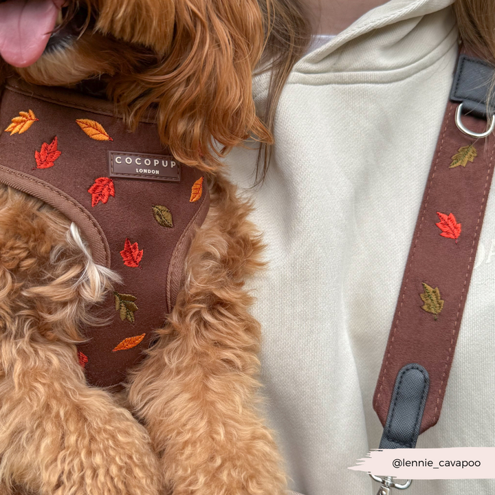Dog Walking Caramel Latte Bag Bundle - Pawtumn leaves