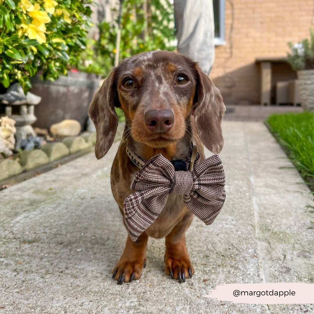 Pup Plaid Sailor Bow Tie