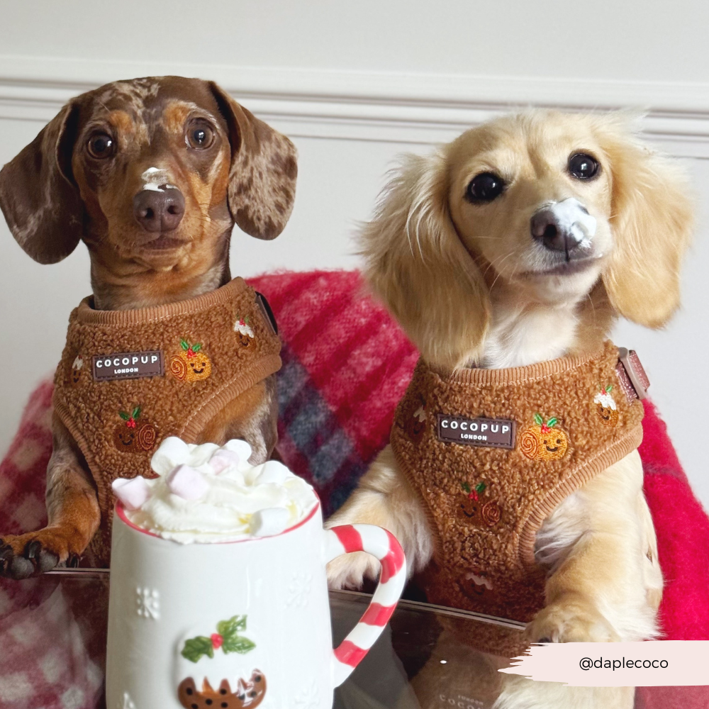Festive Pudding Pup Adjustable Neck Harness, Lead & Collar Bundle