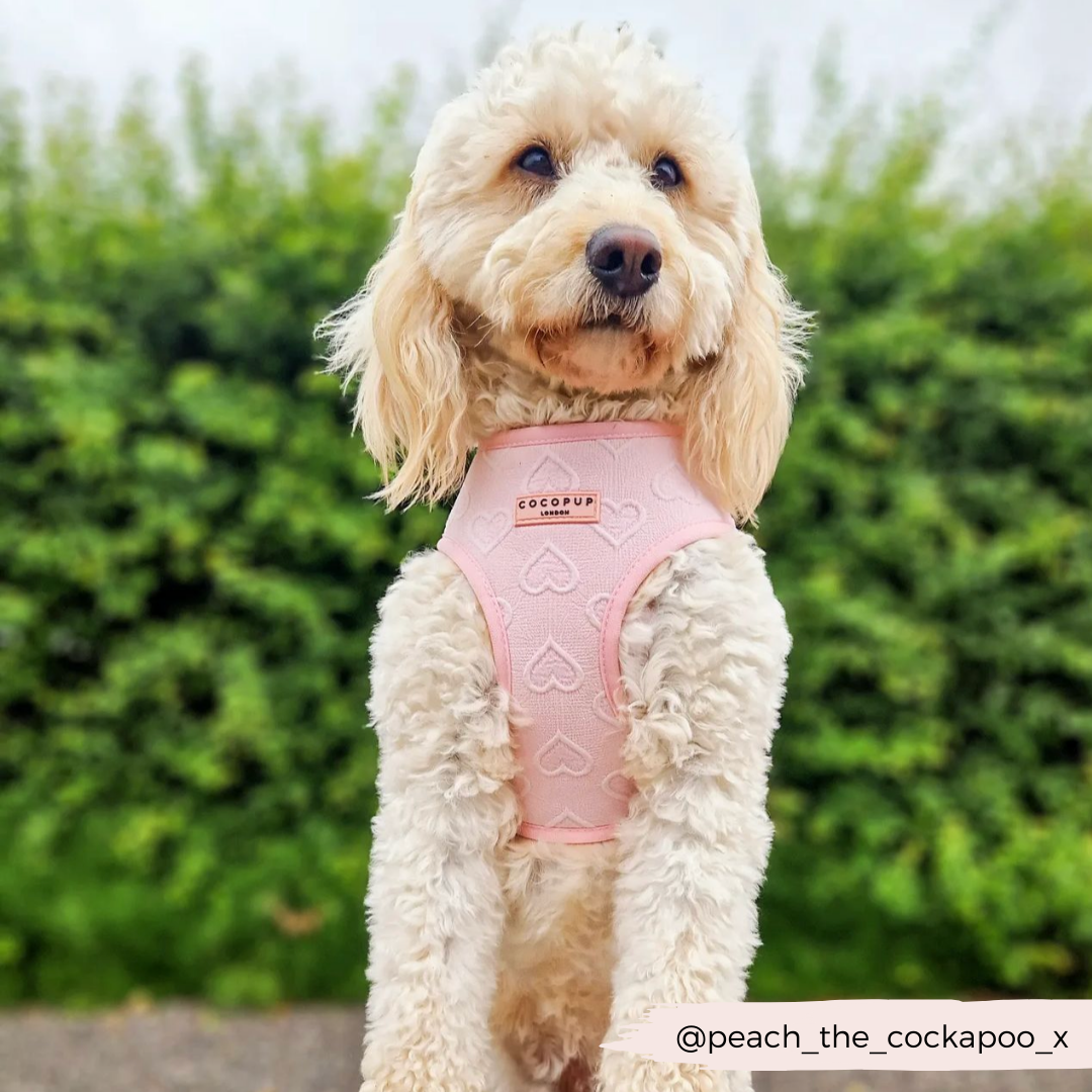 Pink dog harness and lead deals