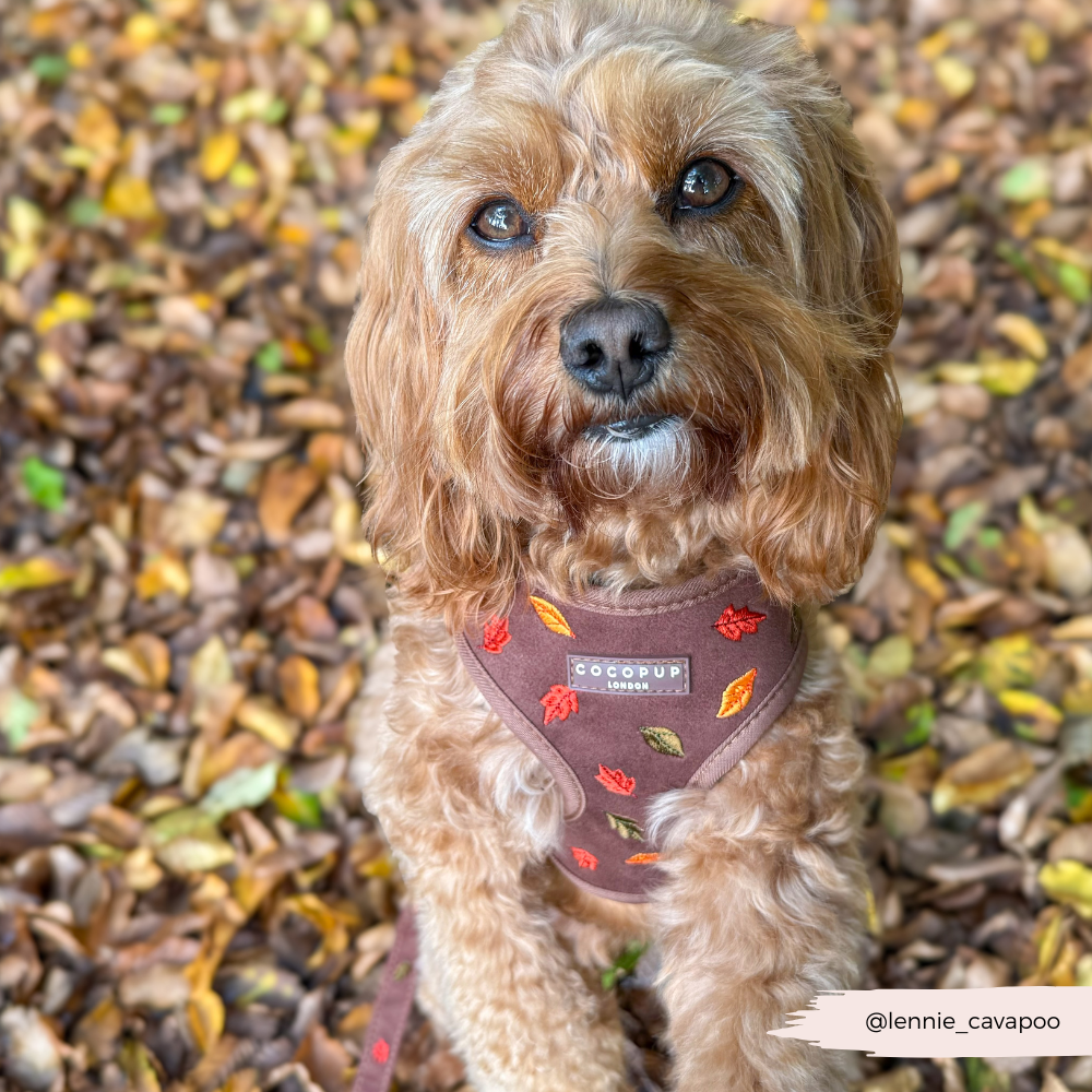 Pawtumn Leaves Adjustable Neck Harness, Lead & Collar Bundle