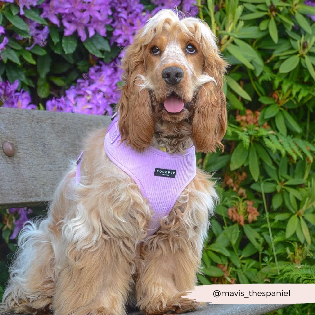 Lilac Cord Adjustable Neck Harness