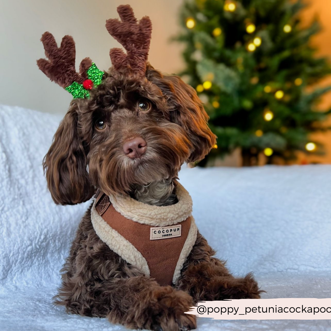 Brown Aviator Adjustable Neck Dog Harness Cocopup London