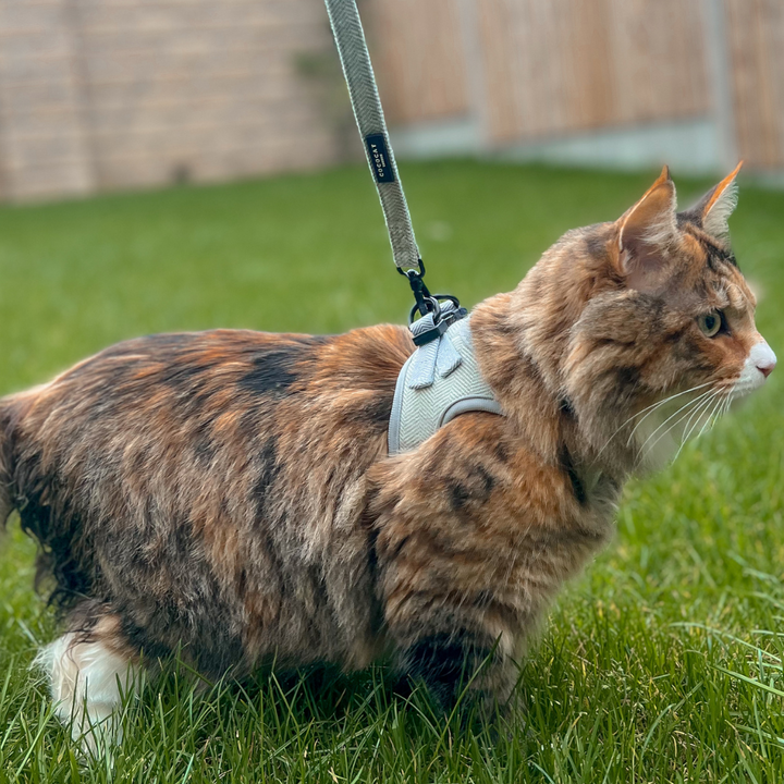 Cat Harness - Sage Tweed