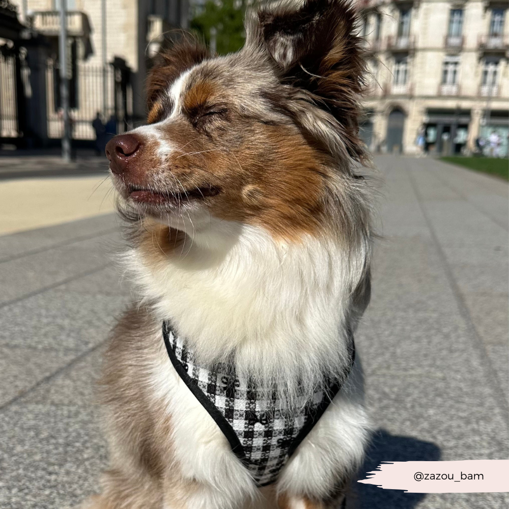 Pup in Paris Adjustable Neck HARNESS