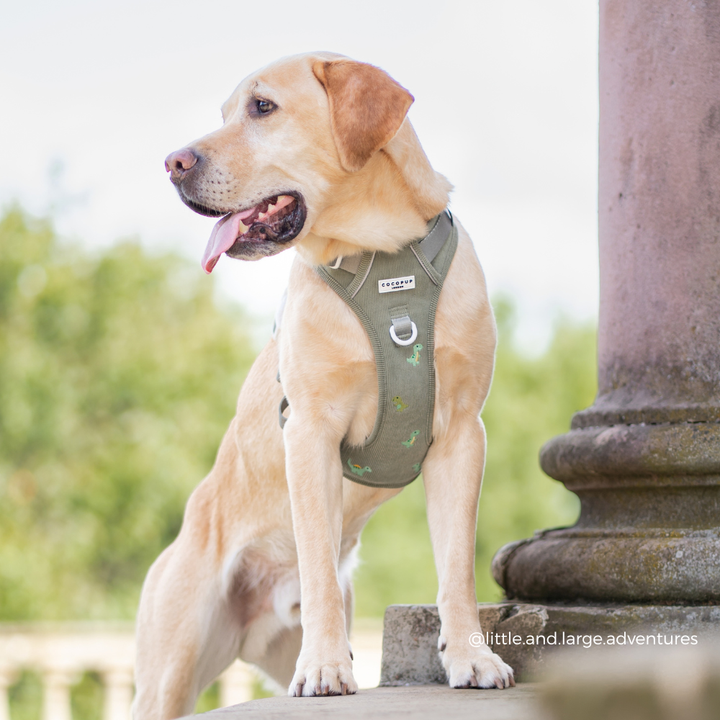 A yellow Labrador retriever wearing an olive green dog harness with small green dinosaur patterns, standing outdoors next to a stone column.