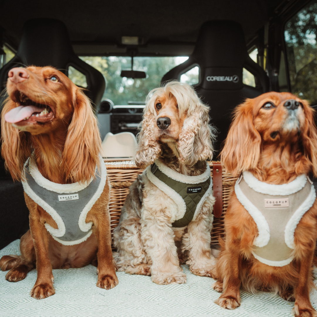 Khaki Quilted Adjustable Neck Harness, Lead & Collar Bundle