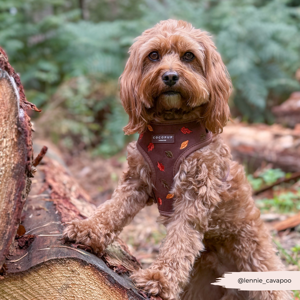 Pawtumn Leaves Adjustable Neck Harness Cocopup London