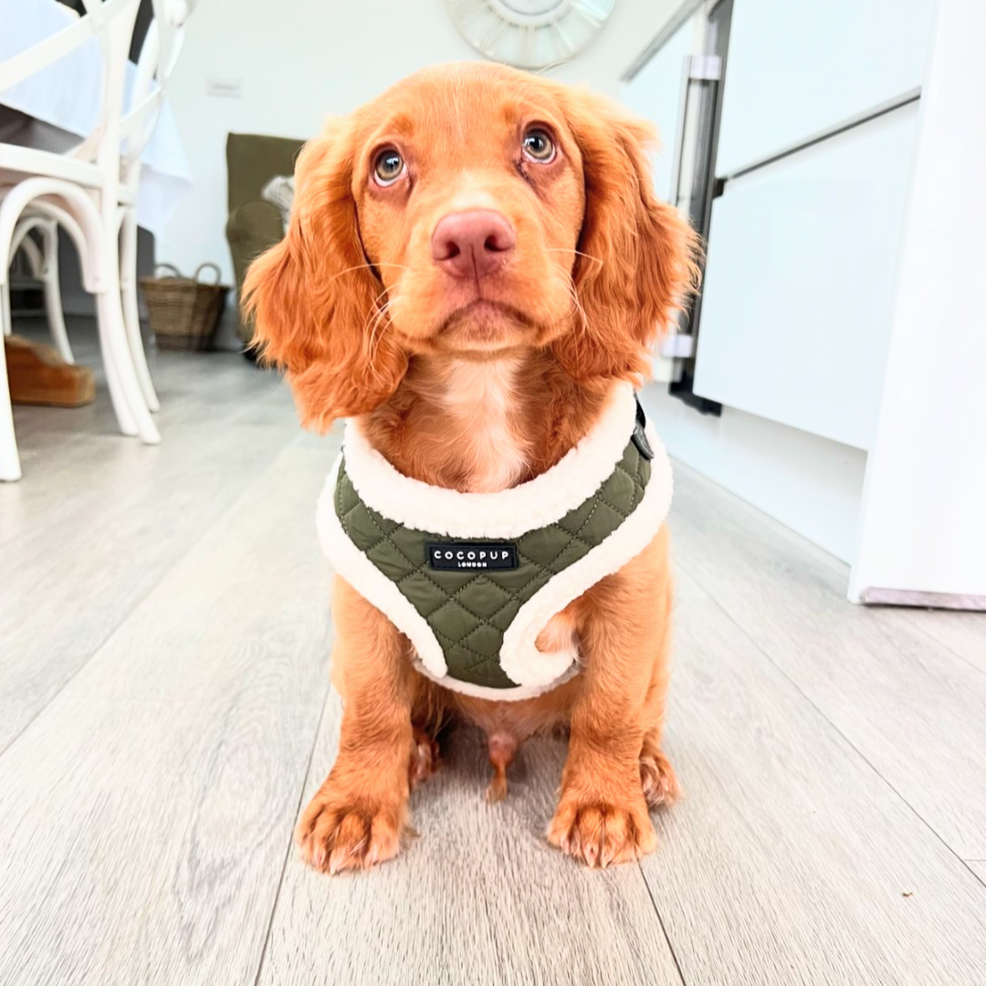 Khaki Quilted Adjustable Neck Harness