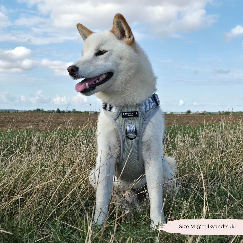 Explore Harness - Sage Tweed