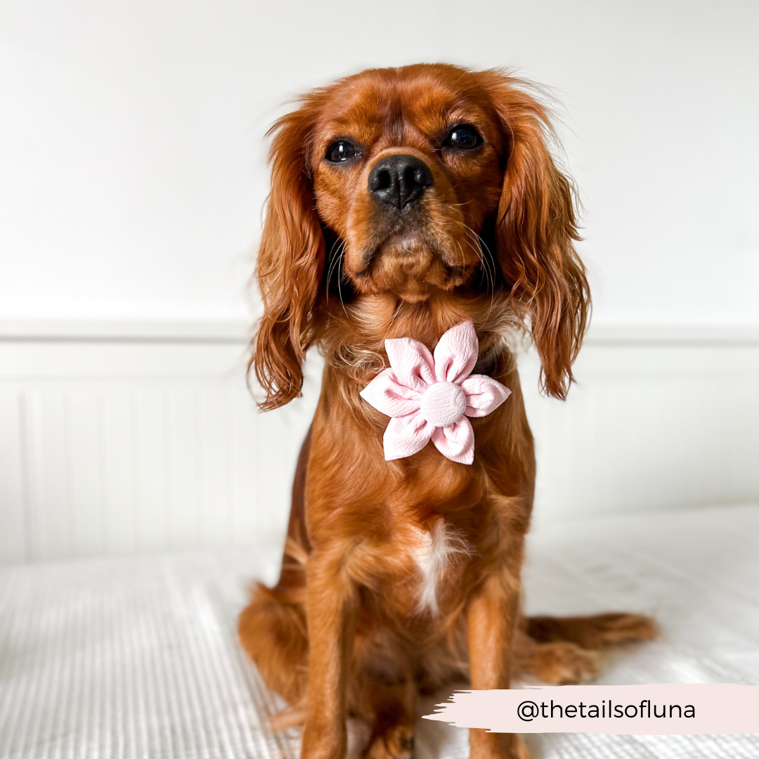 LUXE Baby Pink Heart Collar Flower