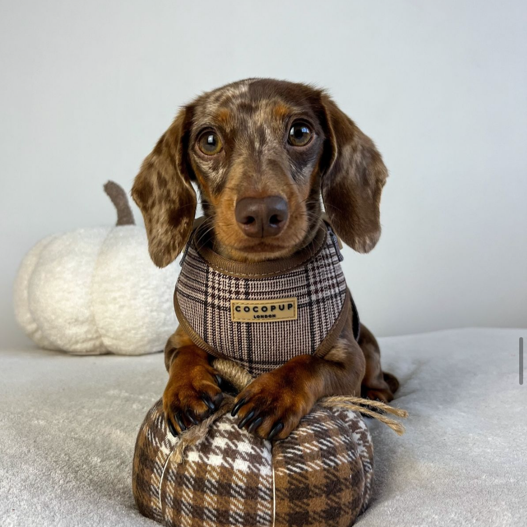 Pup Plaid Adjustable Neck Harness