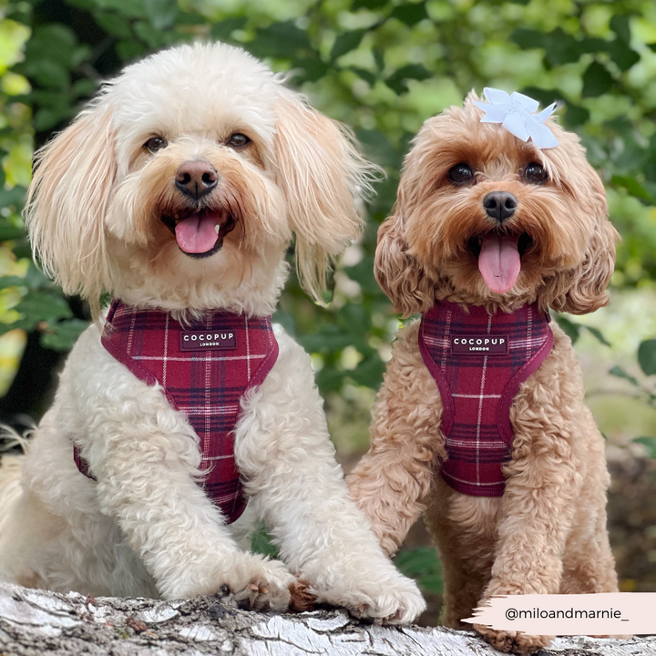 Mulberry Plaid Adjustable Neck HARNESS