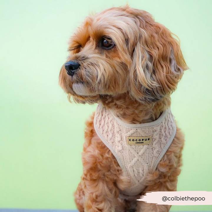 Cable Knit Jumper Adjustable Neck Harness - Toffee Pup Latte