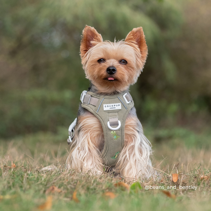 A small Yorkshire Terrier sitting in grass outdoors wearing an olive green dog harness. The background is a soft-focus green and brown natural setting.