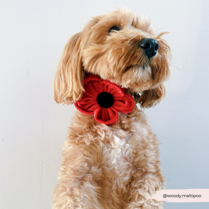 Poppy Collar Flower