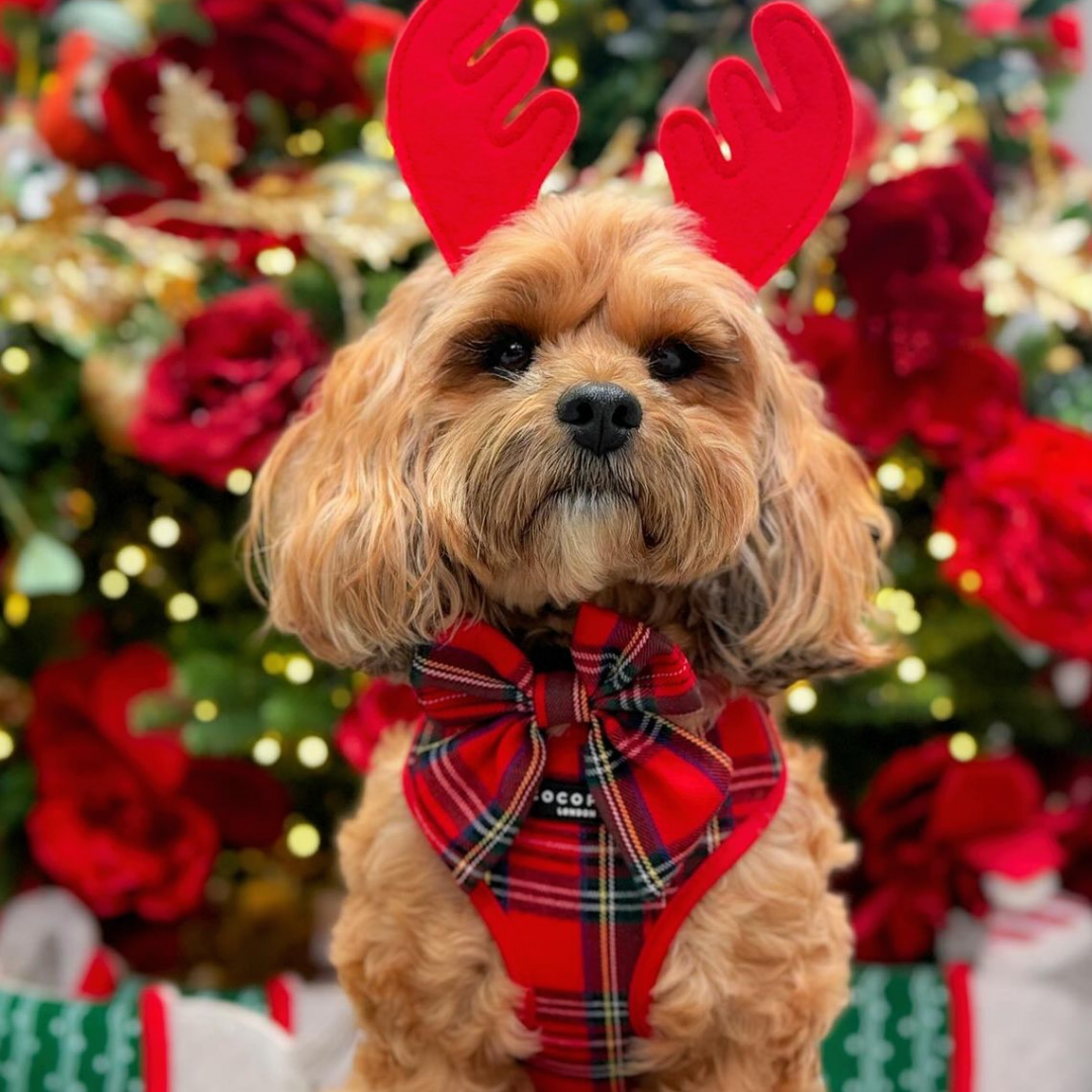 Tartan Sailor Bow Tie