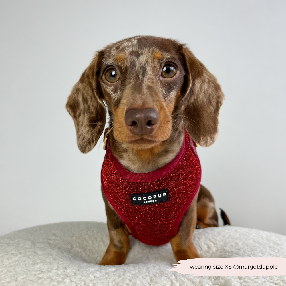 Limited Edition Burgundy Sparkle Pup Adjustable Neck Harness, Lead & Collar Bundle