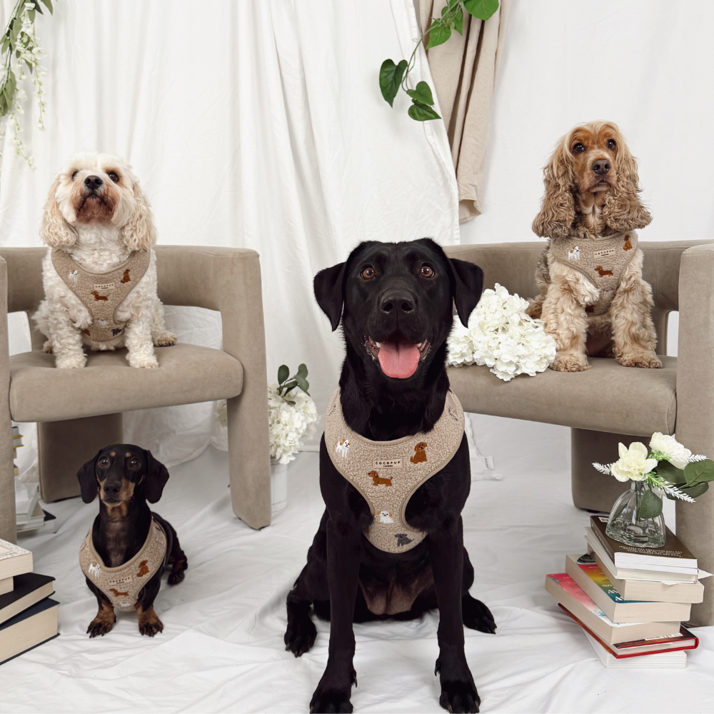 Ralph & Friends Mocha Teddy Adjustable Neck Harness, Lead & Collar Bundle