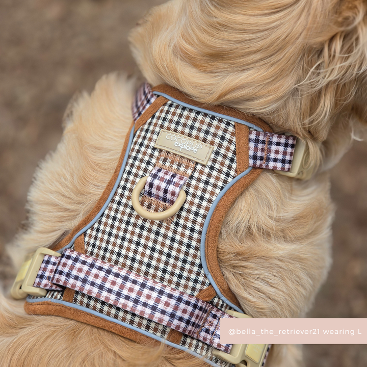 Golden retriever wearing Cocopup London’s Explore Harness in brown Heritage Check pattern.