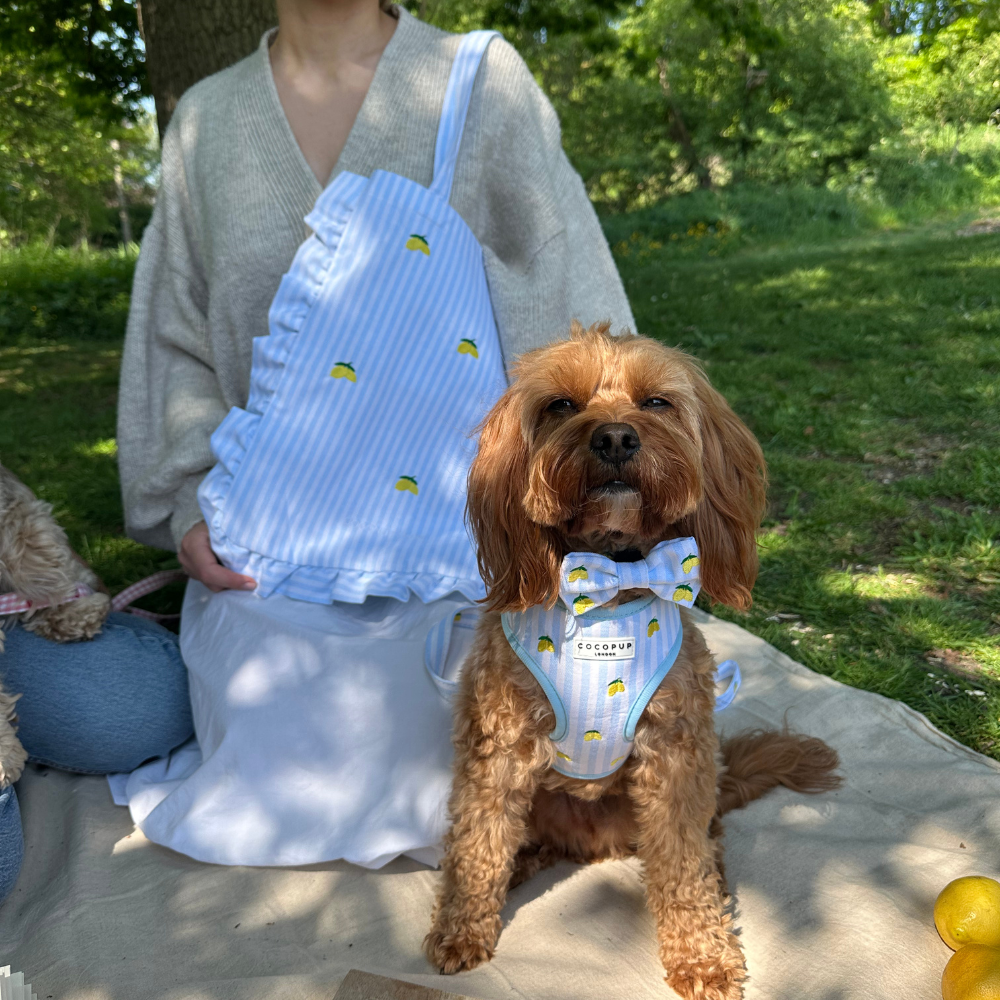 Living La Vida Lemon Adjustable Neck Harness Cocopup London
