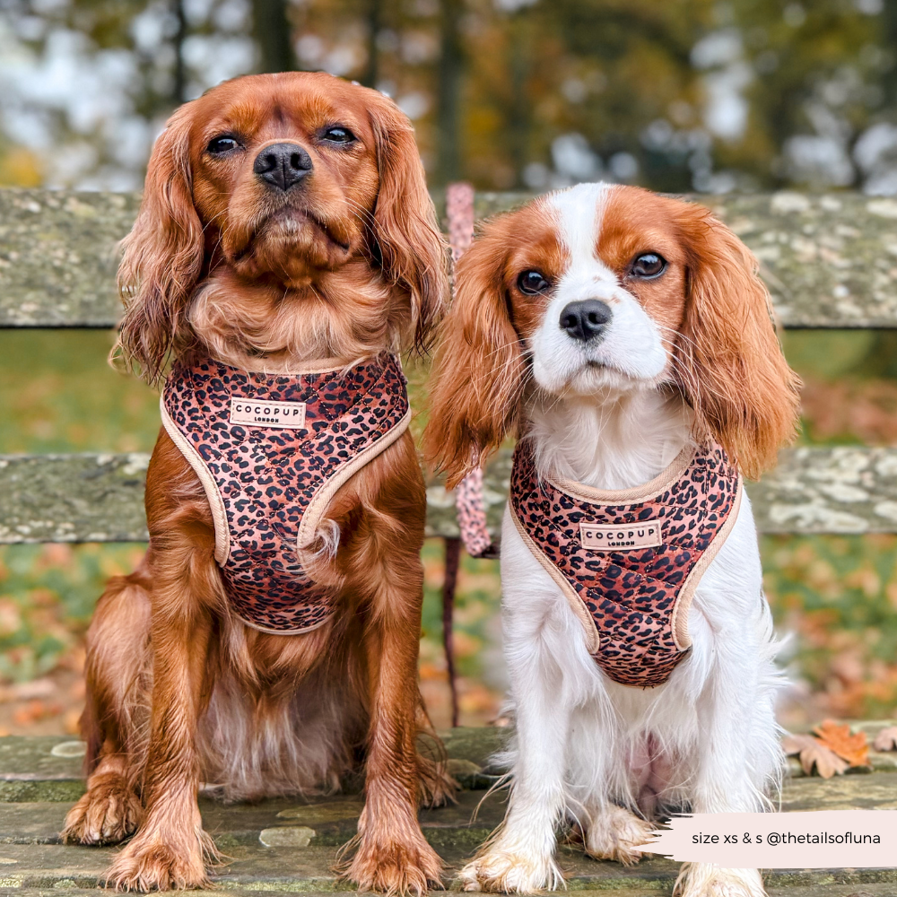 Quilted Leopard Pup Adjustable Neck Harness