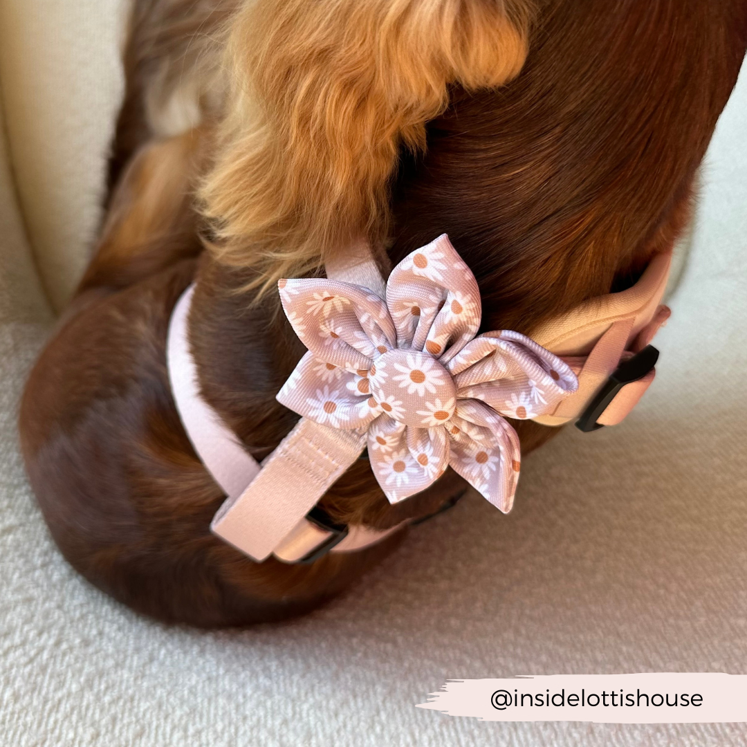 Daisy Chain Collar Flower