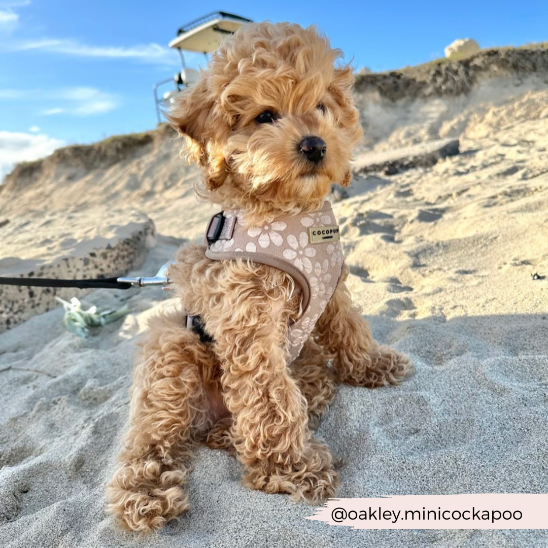 Luxe Mocha Flower Adjustable Neck Dog Harness, Lead Collar