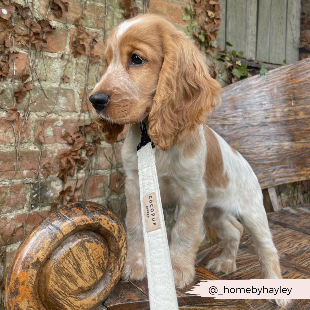 Cocker Spaniel Cross Dachshund Docker Dog Dachshund Spaniel Mix