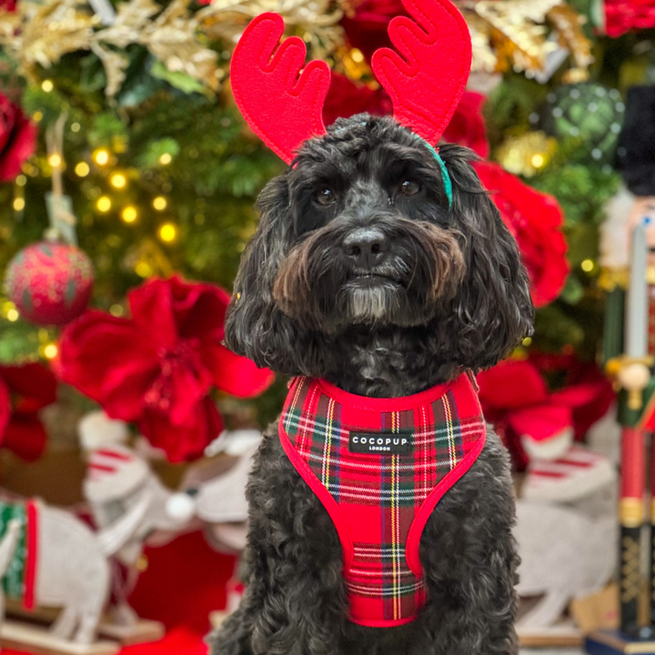 Tartan Adjustable Neck Harness, Lead & Collar Bundle