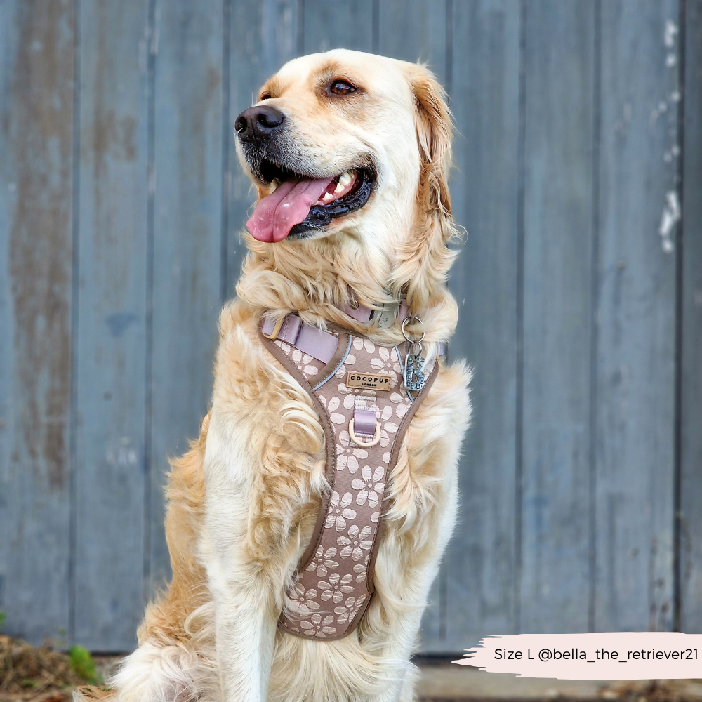 Explore Dog Harness Mocha Flower Cocopup London
