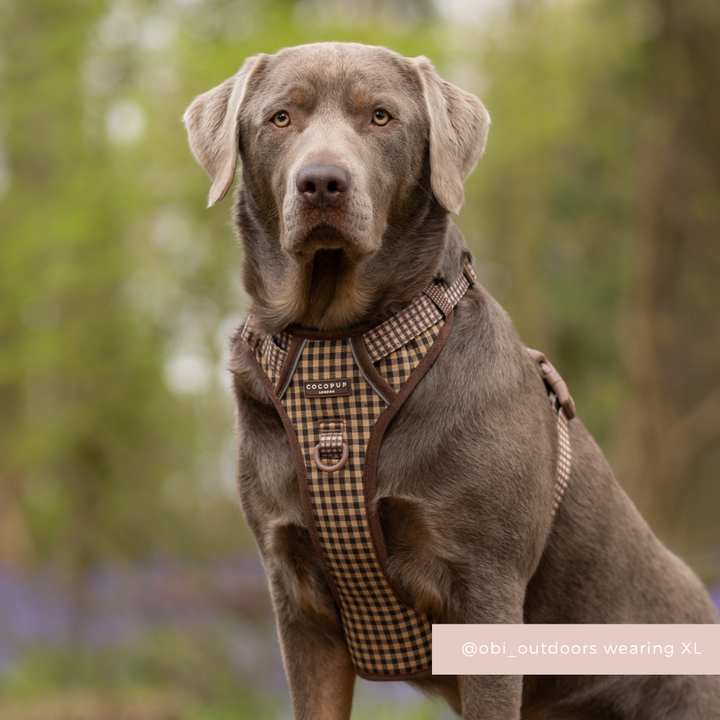 Explore Harness - Cotswold Check