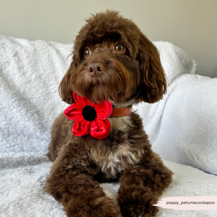 Poppy Collar Flower