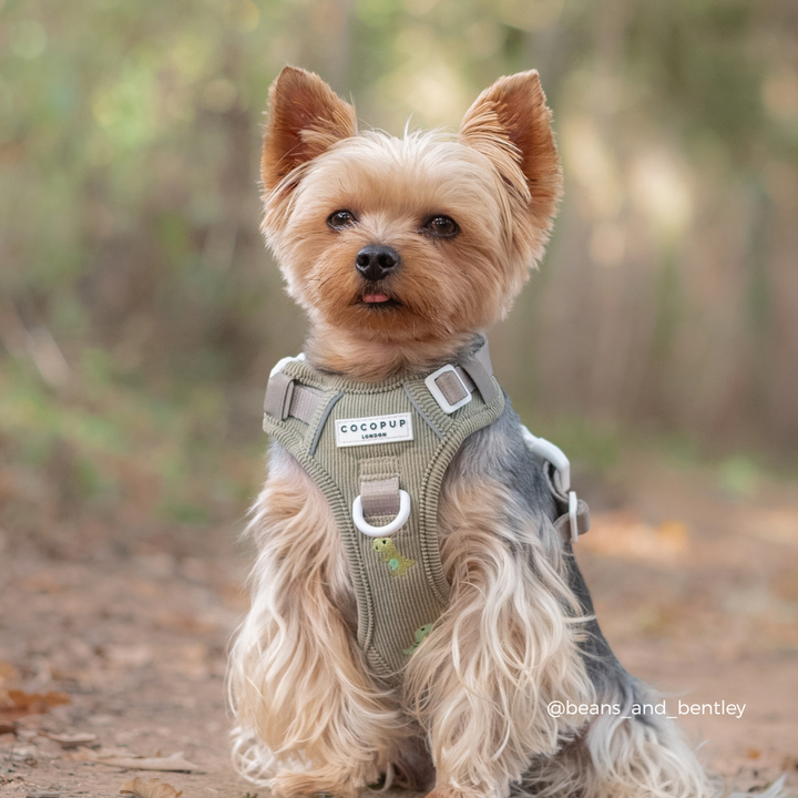 A small Yorkshire Terrier dog wearing a green harness outdoors on a dirt path with a blurred natural background.