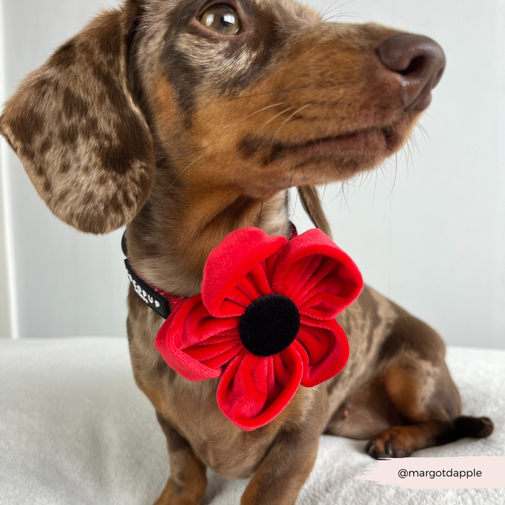 Poppy Collar Flower