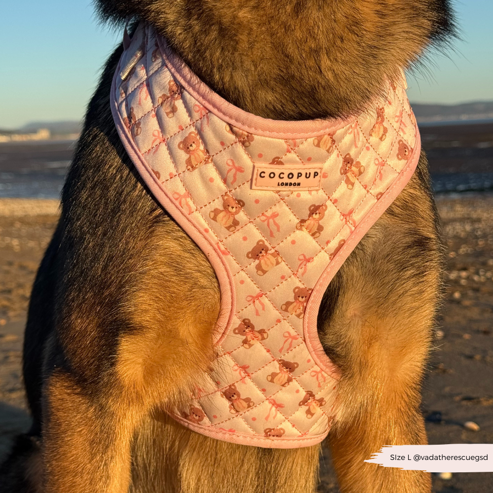 Quilted Thea Teddy Adjustable Neck Harness, Lead & Collar Bundle