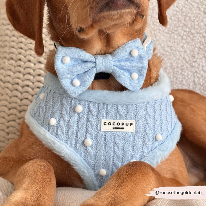 Snowpaws Adjustable Neck Harness, Lead & Collar Bundle